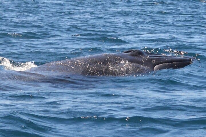 Sesimbra Arrábida Dolphin & Whale Watching Tour with Biologist — 3‑Hour Marine Cruise photo 4