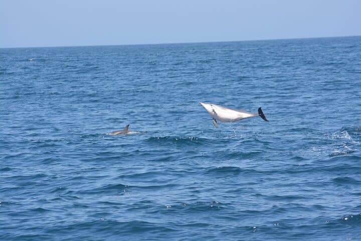 Sesimbra Arrábida Dolphin & Whale Watching Tour with Biologist — 3‑Hour Marine Cruise photo 2