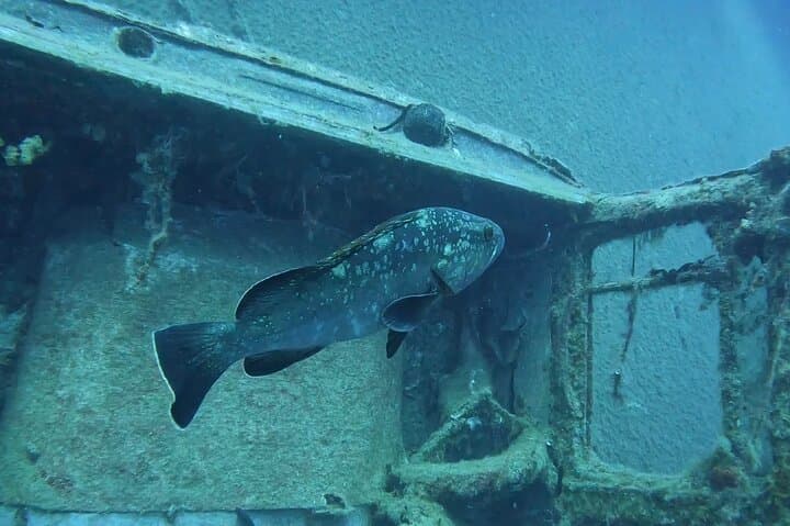 Zenobia Wreck Dive — Two Dives from Larnaca, Cyprus photo 3