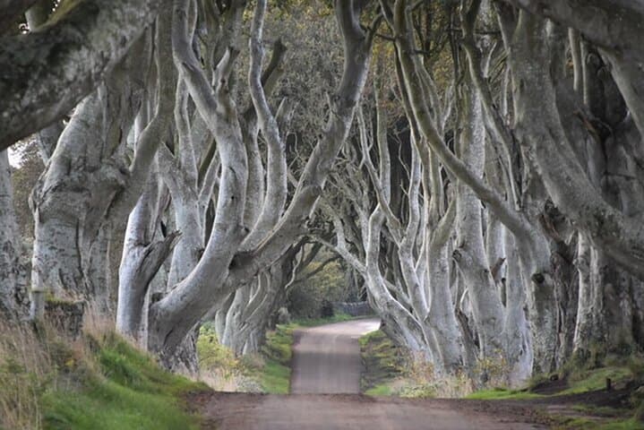 Private Day Trip to Giant's Causeway, Dark Hedges & Dunluce Castle from Dublin photo 2