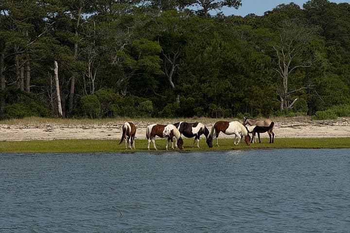 Chincoteague Wildlife Sunset Boat Tour — Wild Ponies, Dolphins & Birdlife photo 4