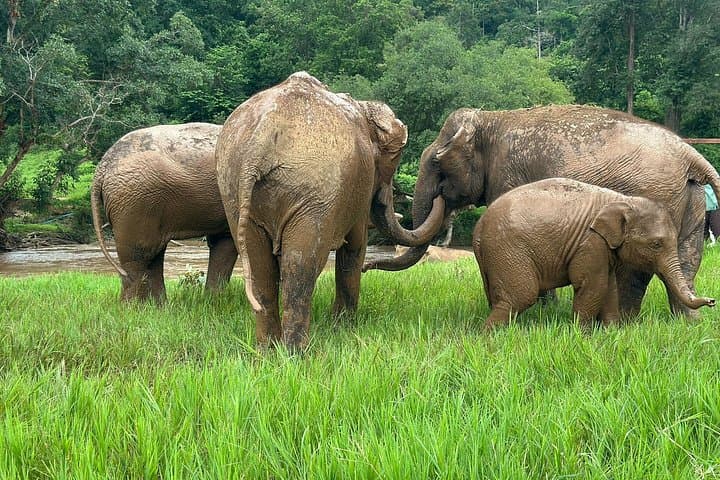 Chiang Mai 4-in-1 Day Trip: Sticky Waterfall, Ethical Elephants, Long-Neck Village & Rafting photo 1