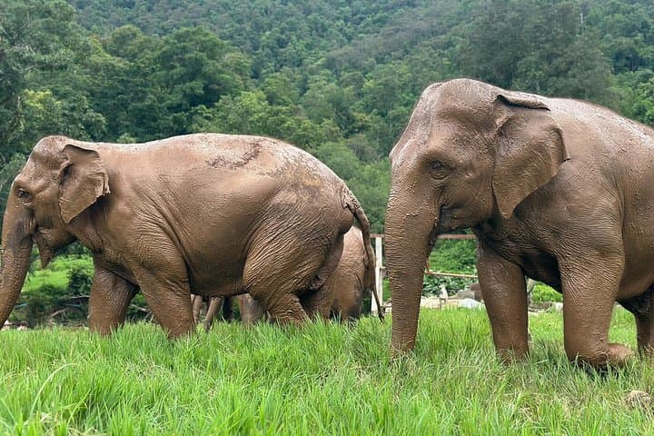 Chiang Mai 4-in-1 Day Trip: Sticky Waterfall, Ethical Elephants, Long-Neck Village & Rafting photo 2