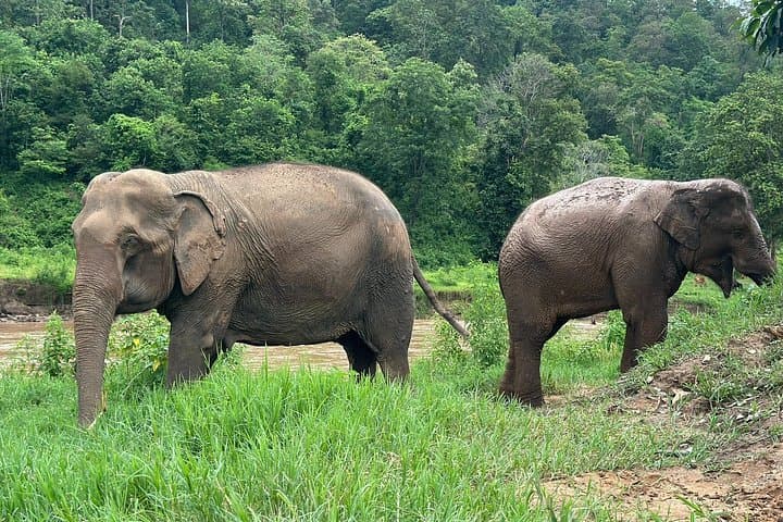 Chiang Mai 4-in-1 Day Trip: Sticky Waterfall, Ethical Elephants, Long-Neck Village & Rafting photo 3