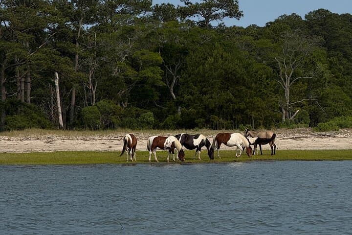 Chincoteague Wildlife Boat Tour: Ponies, Dolphins & Coastal Birdwatching photo 1