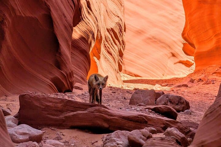 Kayak and Hike Antelope Canyon: Lake Powell Slot Canyon Adventure photo 5