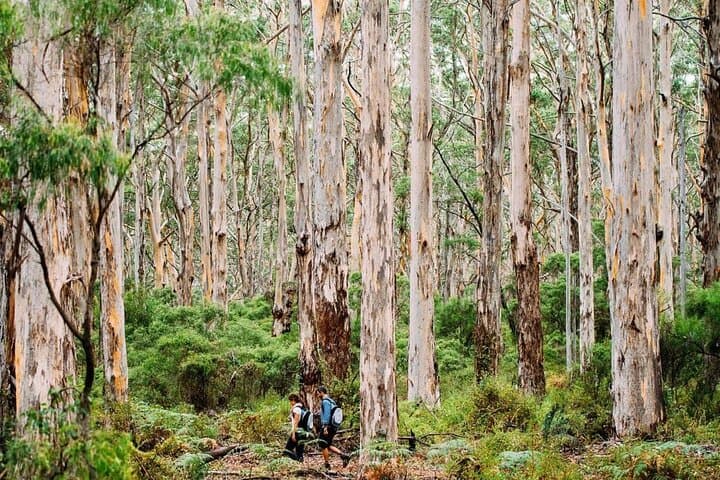 Margaret River Getaway: 2-Day Wine, Coast & Caves Tour from Perth photo 2