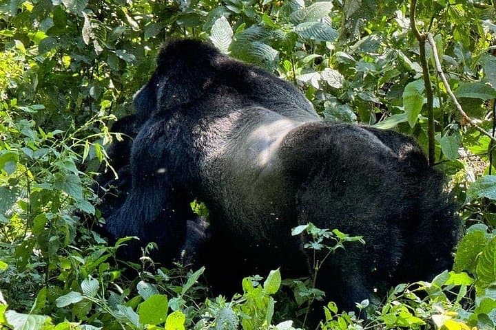 10-Day Luxury Gorilla Trekking and Wildlife Safari in Uganda