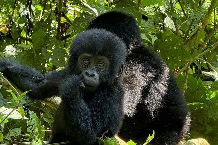 10-Day Luxury Gorilla Trekking and Wildlife Safari in Uganda photo 2