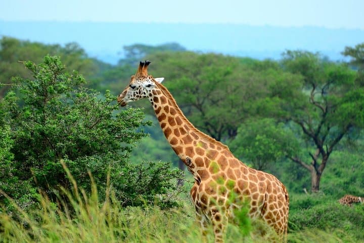 10-Day Luxury Gorilla Trekking and Wildlife Safari in Uganda photo 3