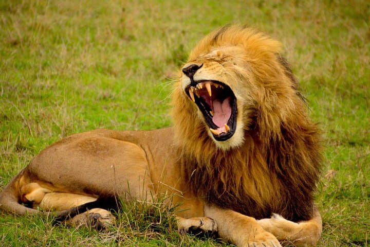 10-Day Luxury Gorilla Trekking and Wildlife Safari in Uganda photo 4