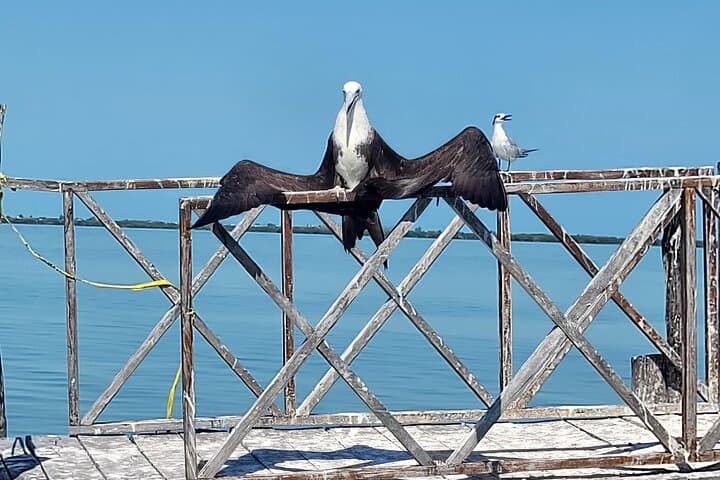 Three Islands Tour: Isla Pájaros, Yalahau & Pasión Island from Holbox photo 2