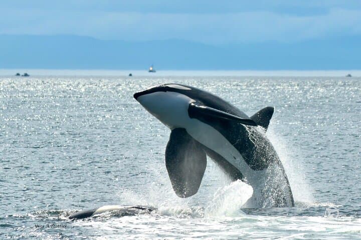 Victoria Zodiac Whale-Watching: High-Speed Salish Sea Wildlife Tour photo 3