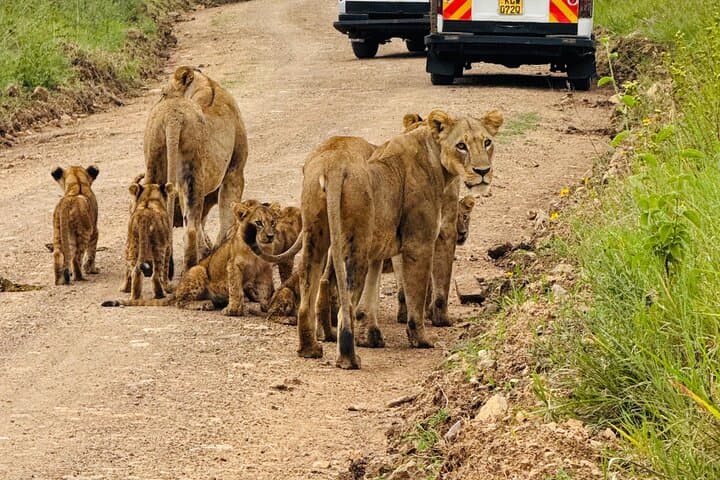 Explore Nairobi National Park and Wildlife Sanctuaries on a Full-Day Safari Experience