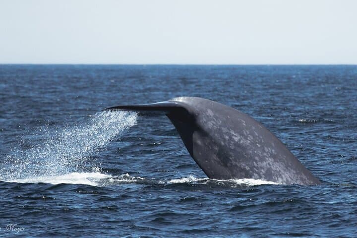 San Diego Whale & Dolphin Watching Cruise Aboard the Peregrine