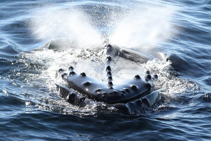 San Diego Whale & Dolphin Watching Cruise Aboard the Peregrine photo 2