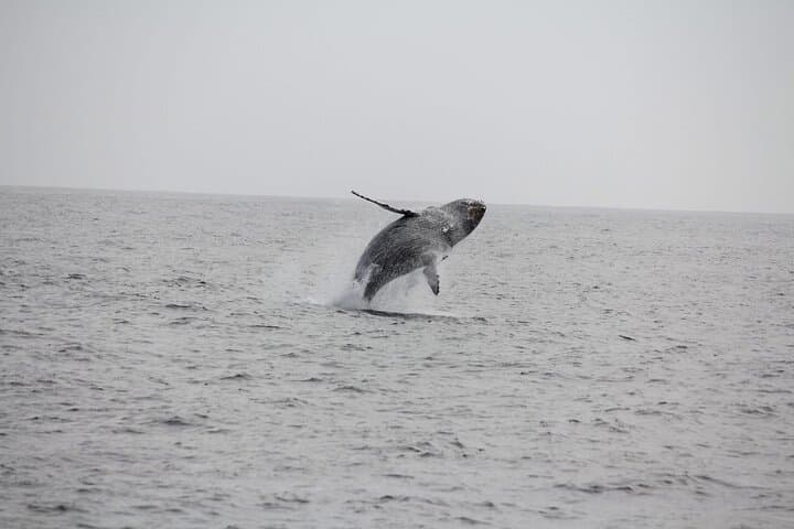 San Diego Whale & Dolphin Watching Cruise Aboard the Peregrine photo 4