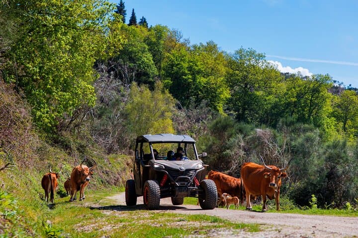 Off-Road Buggy Adventure in Peneda-Gerês: 1-Hour Arcos de Valdevez Tour