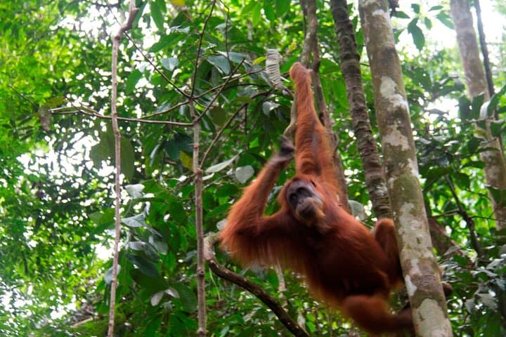 Bukit-Lawang-Jungle-Trek-2-Day-Orangutan-Camping-and-River-Rafting photo 3