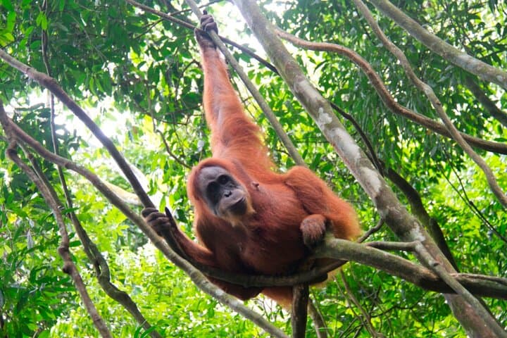 Bukit-Lawang-Jungle-Trek-2-Day-Orangutan-Camping-and-River-Rafting photo 2