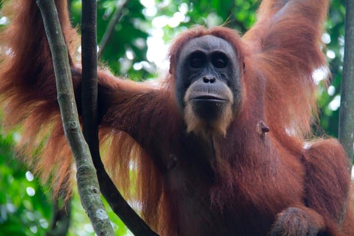 Bukit-Lawang-Jungle-Trek-2-Day-Orangutan-Camping-and-River-Rafting photo 6