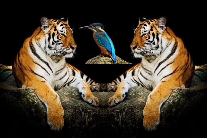 5-Day Golden Triangle Tour: Taj Mahal Sunrise, Ranthambore Tiger Safaris & Bharatpur Birding photo 1