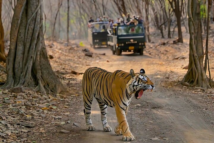 Private Ranthambore Jeep Safari — All-Inclusive Advance Permit photo 6