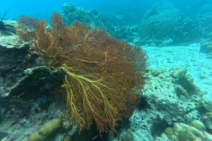 Low-Season Ko Lipe 6-Island Snorkel Tour: Best June–Oct Spots & Tips photo 6