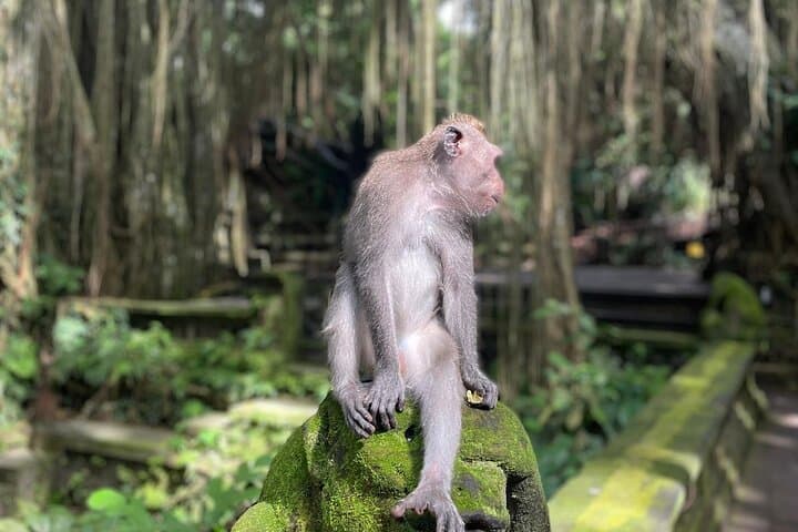 Best of Ubud Private All-Inclusive Sightseeing Tour photo 2