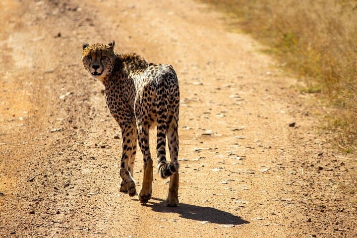 Pilanesberg One-Day Safari: Big Five Game Drive from Sun City
