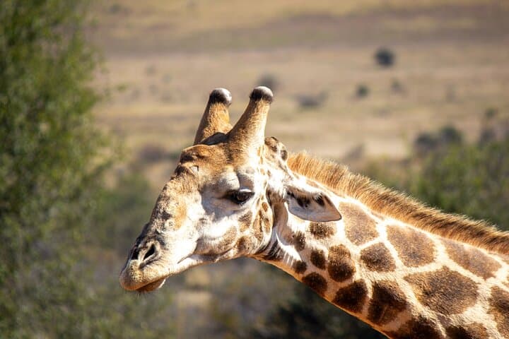 Pilanesberg One-Day Safari: Big Five Game Drive from Sun City photo 2