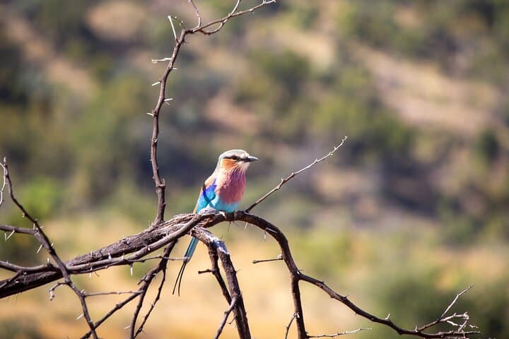 Pilanesberg One-Day Safari: Big Five Game Drive from Sun City photo 3