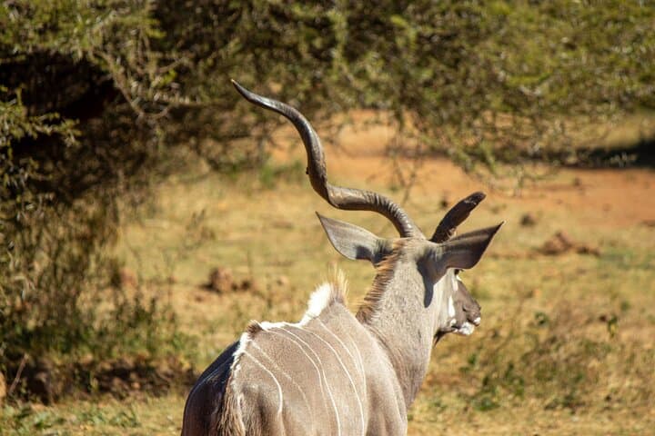 Pilanesberg One-Day Safari: Big Five Game Drive from Sun City photo 4