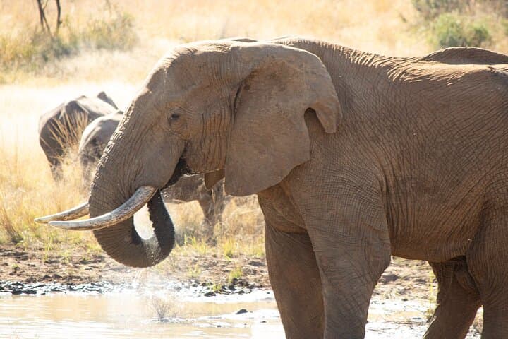 Pilanesberg One-Day Safari: Big Five Game Drive from Sun City photo 5