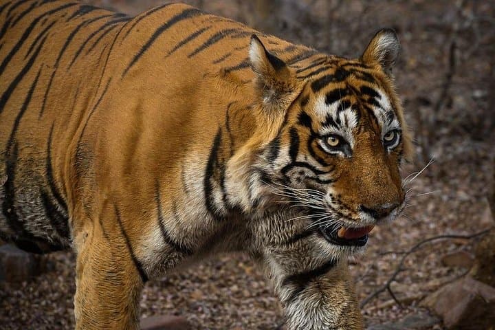 Ranthambore Canter Safari Day Trip from Jaipur — Tiger & Wildlife Safari photo 1