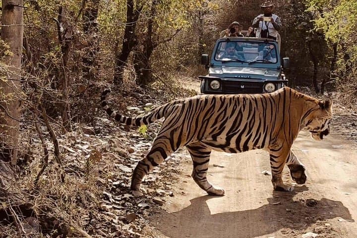 Ranthambore Canter Safari Day Trip from Jaipur — Tiger & Wildlife Safari photo 3