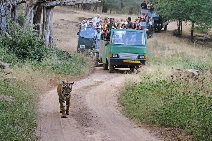 Ranthambore Canter Safari Day Trip from Jaipur — Tiger & Wildlife Safari photo 2