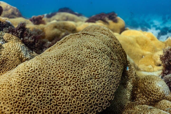 Guided Snorkel Diving in Arraial do Cabo — Beginner-Friendly Marine Wildlife Tour photo 3