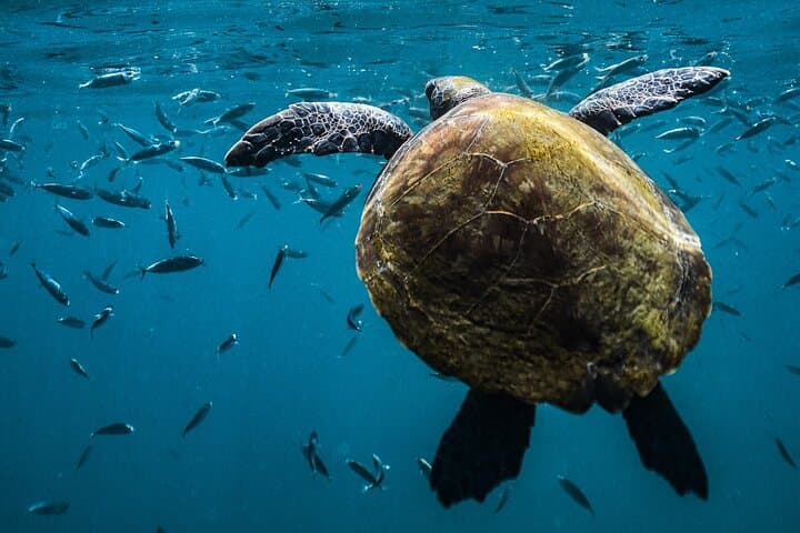 Guided Snorkel Diving in Arraial do Cabo — Beginner-Friendly Marine Wildlife Tour photo 5