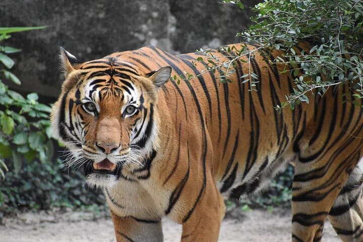 2-Day Bandipur Wildlife and Mysore Palace Tour from Bangalore photo 1