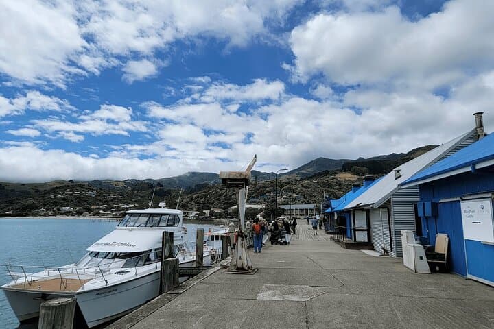 Akaroa Day Tour: Dolphins, Cheese & Alpacas on Banks Peninsula photo 4