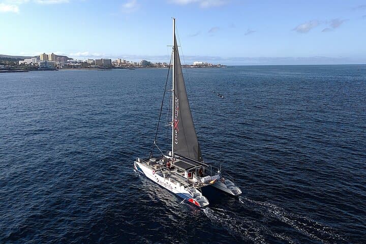 Tenerife Eco-Catamaran Whale Watching: Listen, Swim, Taste the Atlantic photo 4