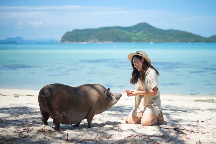 Pig Island and Koh Taen Snorkel Tour from Koh Samui: Pigs, Reefs & Island Views
