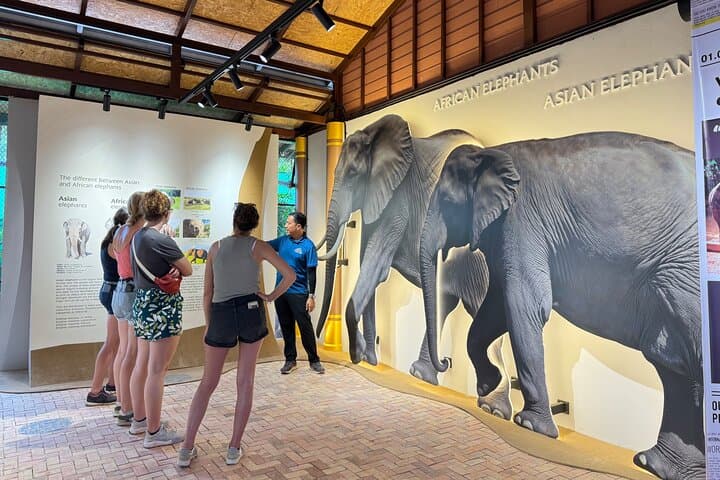 Koh Samui Elephant Home Sanctuary and First Elephant Museum — Ethical Jungle Walk & Seed-Bomb Conservation photo 5