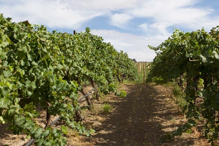Seattle to VanArnam Vineyards Day Trip — Yakima Valley Wine Tasting photo 3