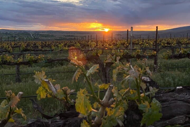 Seattle to VanArnam Vineyards Day Trip — Yakima Valley Wine Tasting