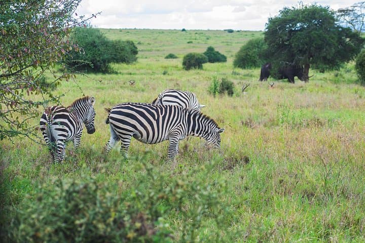 Nairobi Safari, Giraffe Centre & Kazuri Beads – Day Tour from Nairobi photo 3