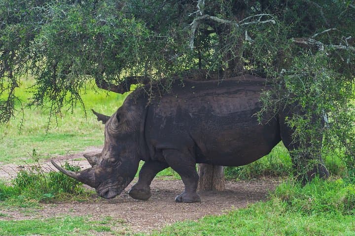 Nairobi Safari, Giraffe Centre & Kazuri Beads – Day Tour from Nairobi photo 2