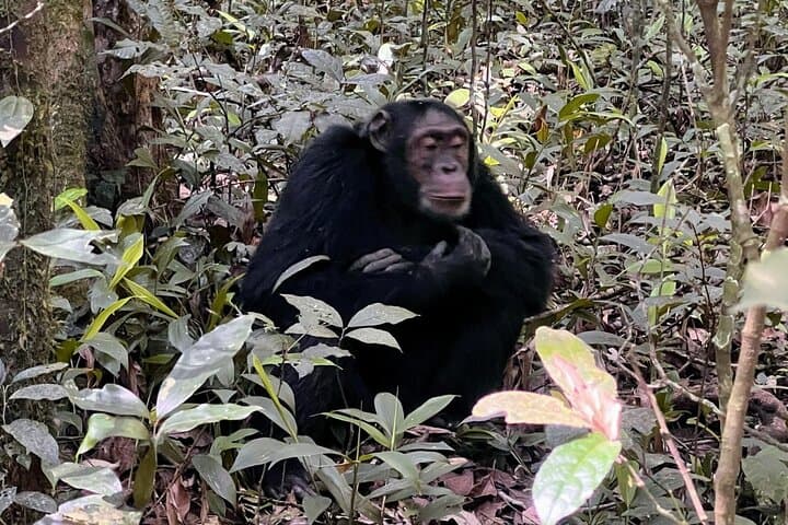 5-Day Uganda: Gorilla Trekking, Chimpanzee Tracking & Queen Elizabeth Safari photo 2