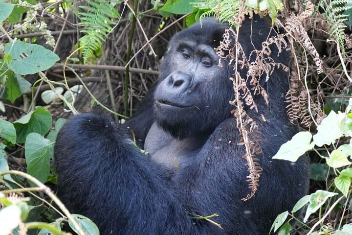 5-Day Uganda: Gorilla Trekking, Chimpanzee Tracking & Queen Elizabeth Safari photo 4